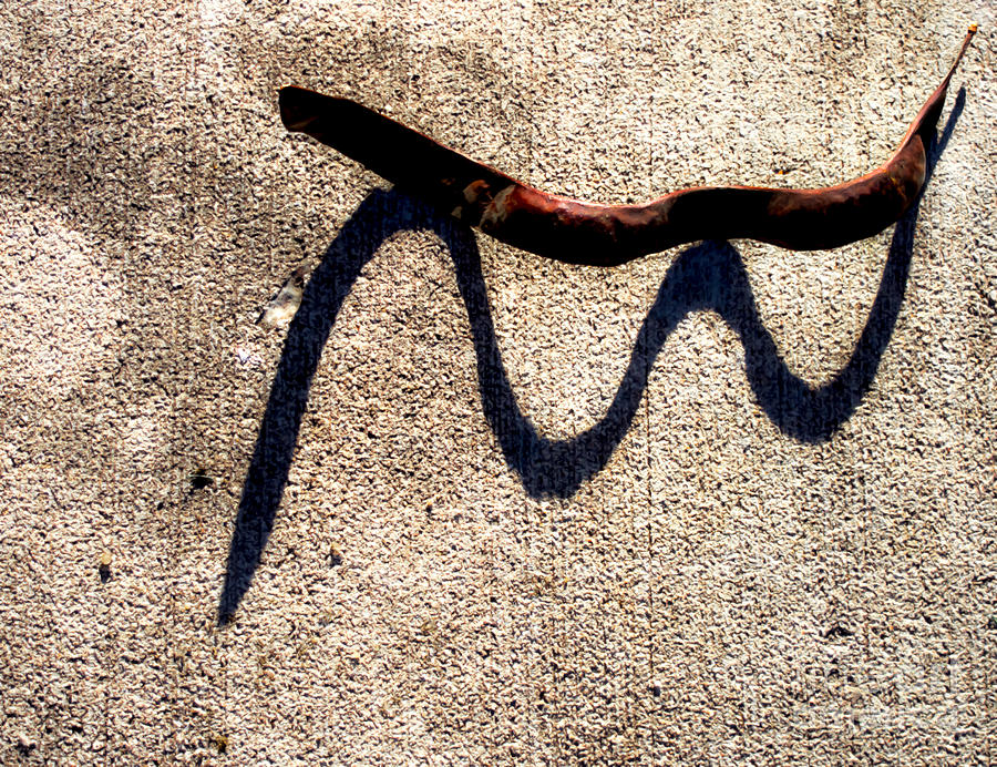 Snake Photograph - Shadow Play - Snake by James Aiken