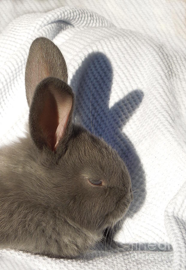 Rabbit Photograph - Shadow Puppet by Renee Trenholm