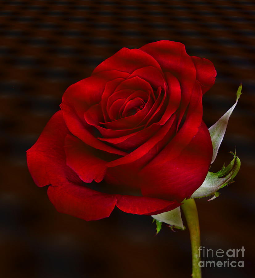 Shadow Rose Photograph by Shirley Mangini