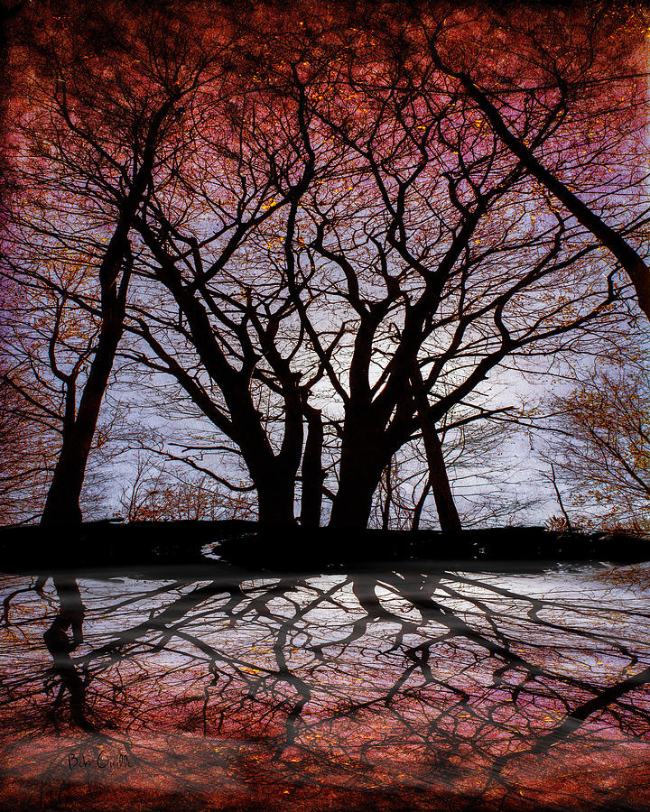 Tree Photograph - Shadow Secrets by Bob Orsillo