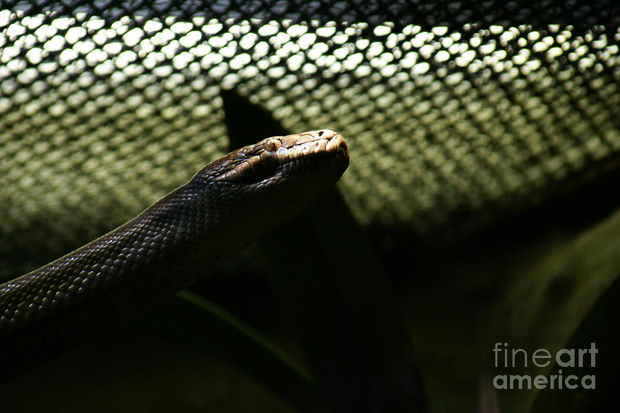 Shadow Snake - 1 Photograph by Linda Shafer