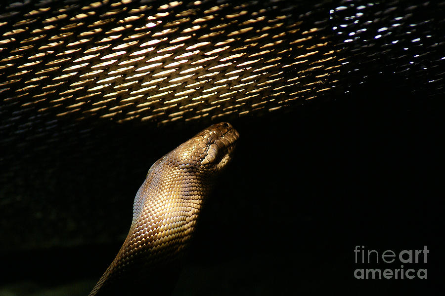 Shadow Snake - 2 Photograph by Linda Shafer