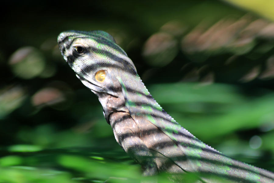 Shadow Stripes Photograph by Shane Bechler Shadow Stripes Photograph by Shane Bechler