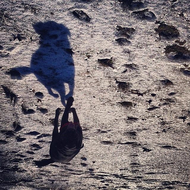 Winter Photograph - Shadow Tracker. #colby #sun #walks #ice by Mark Koenig