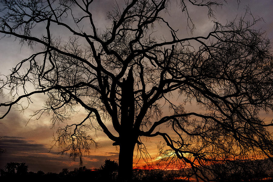 Shadow Tree Photograph by Brett Engle