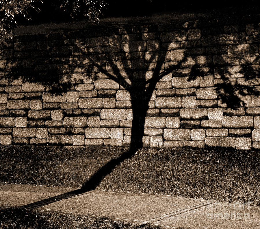 Shadow Tree Photograph by Karen Adams