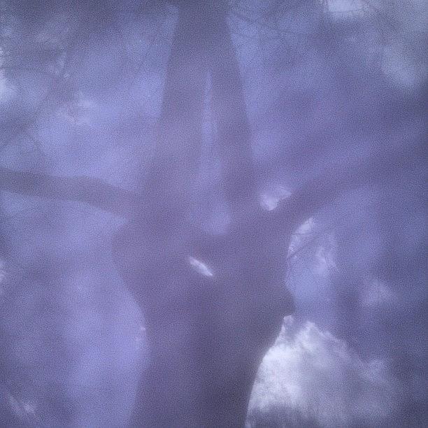 Shadow Tree #pjuniversity #latergram Photograph by Maria Helena