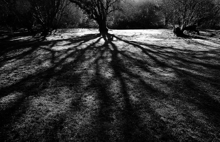 Shadow Tree Photograph by Steve Ball