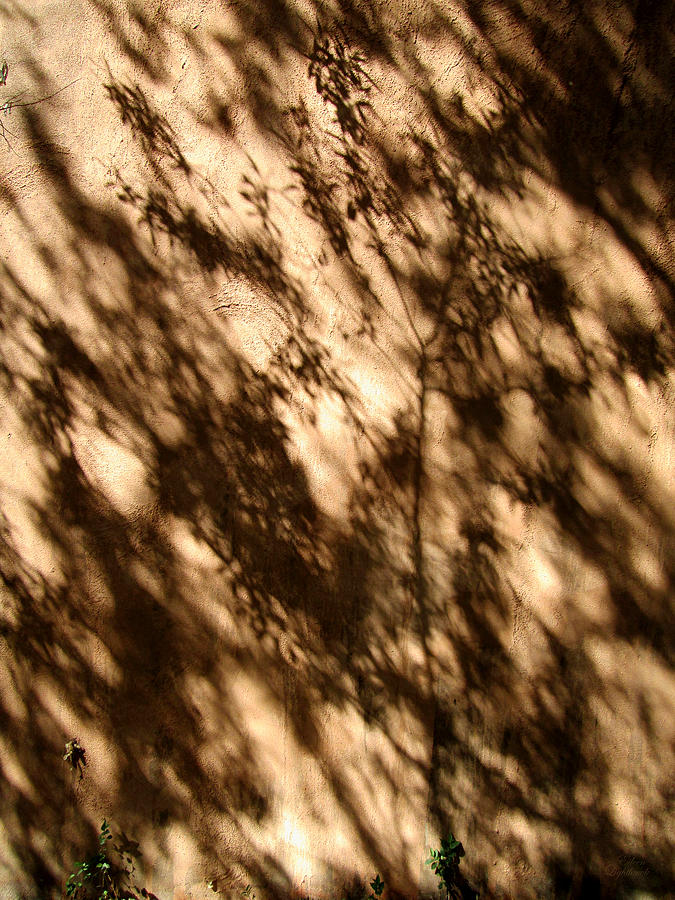Shadow Trees Photograph by Eileen Lighthawk