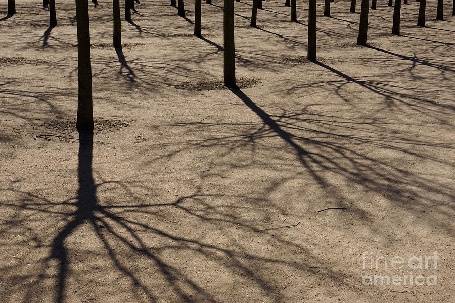 Tree Photograph - Shadow Trees by Inge Riis McDonald