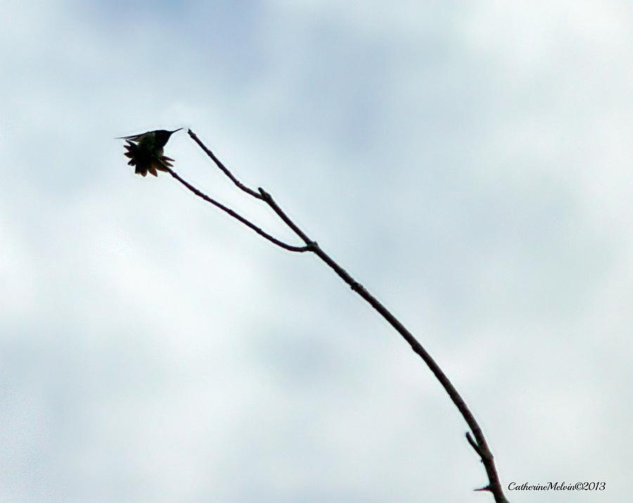 Hummingbird Photograph - Shadowed Ballet by Catherine Melvin