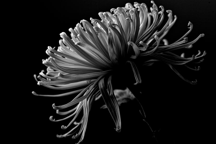 Shadowed Chrysanthemum Photograph by Sennie Pierson