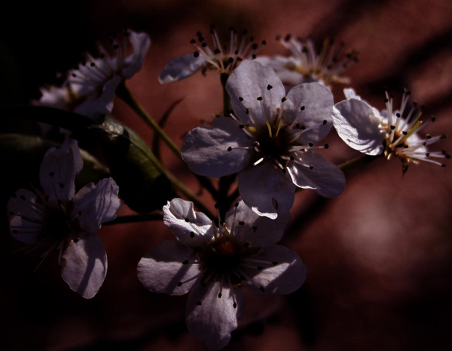 Shadowed Flowers Photograph by Karen Harrison Brown