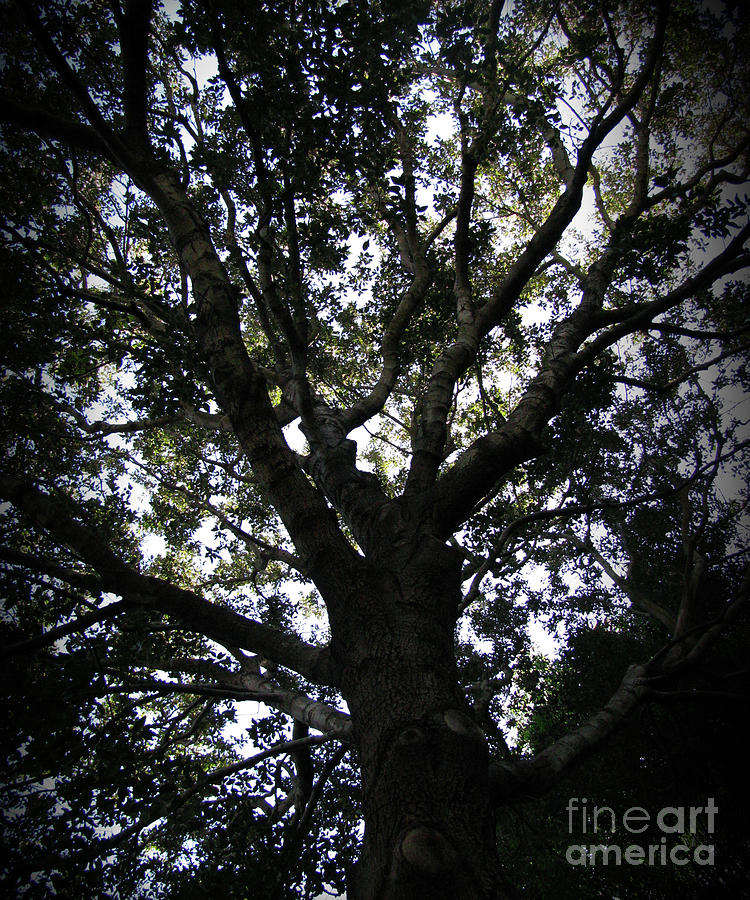 Tree Photograph - Shadowlands 12 by Peter Awax