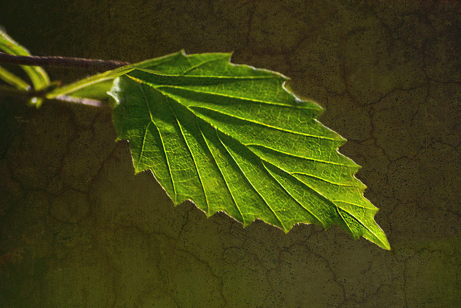 Shadows and Light Of The Leaf Photograph by Sandi OReilly