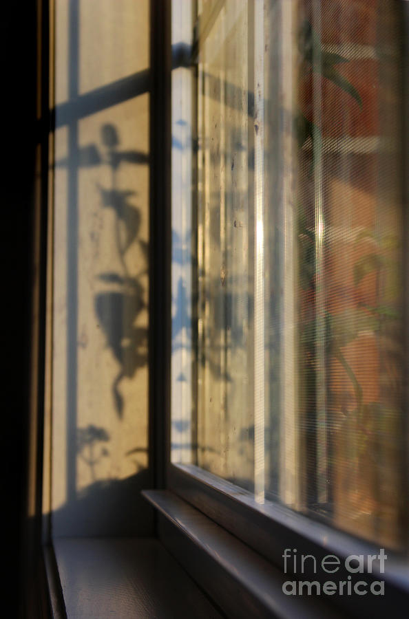 Shadows at the Window Photograph by Karen Adams