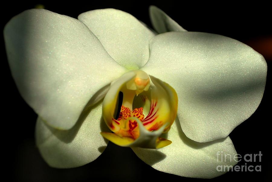 Orchid Photograph - Shadows II by Nona Kumah