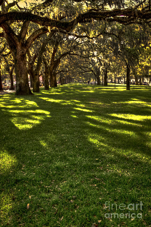 Shadows of Emmet Park Savannah Photograph by Reid Callaway