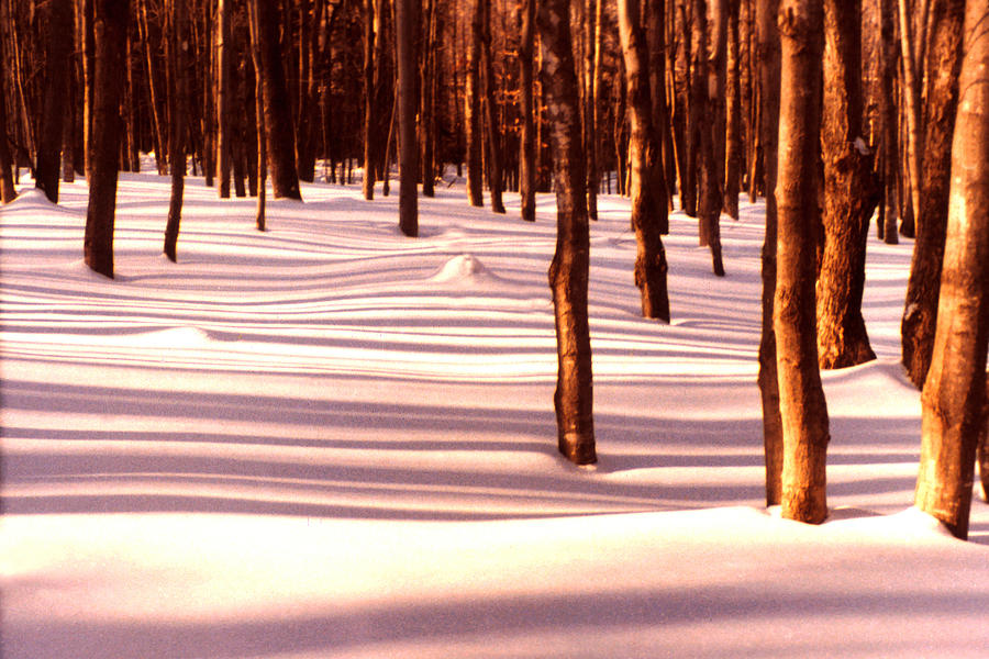 Shadows in the Snow Photograph by Joe Connors