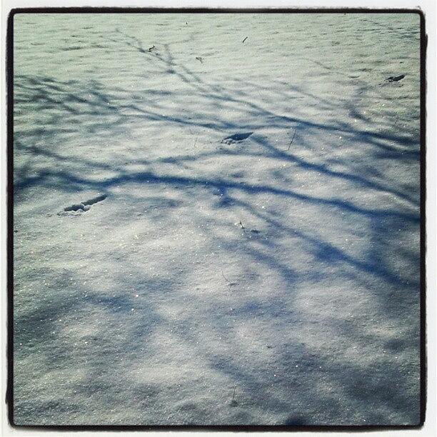 Shadows In The Snow Photograph by Sandy MacGowan