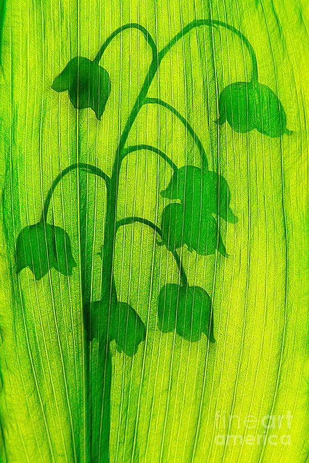 Shadows Lily Of The Valley Flowers Digital Art