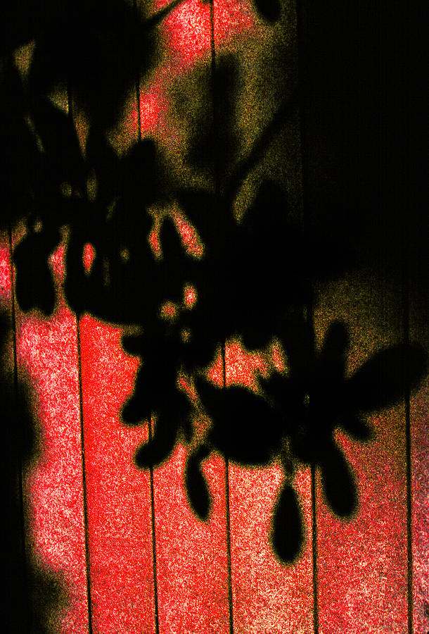 Shadows Photograph by Mike Flynn