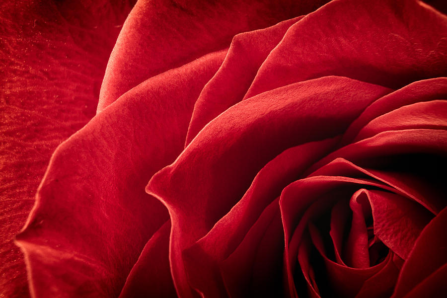 Shadows Of A Red Rose Photograph by Jeff Sinon