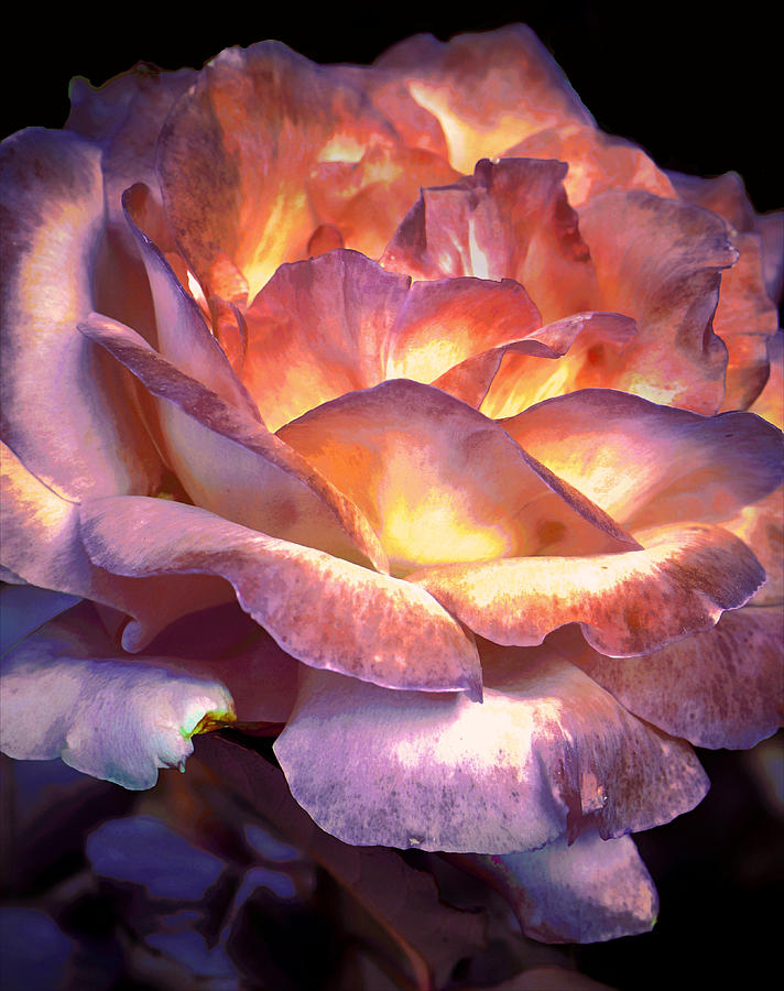 Rose Photograph - Shadows of Love....... by Tanya Tanski