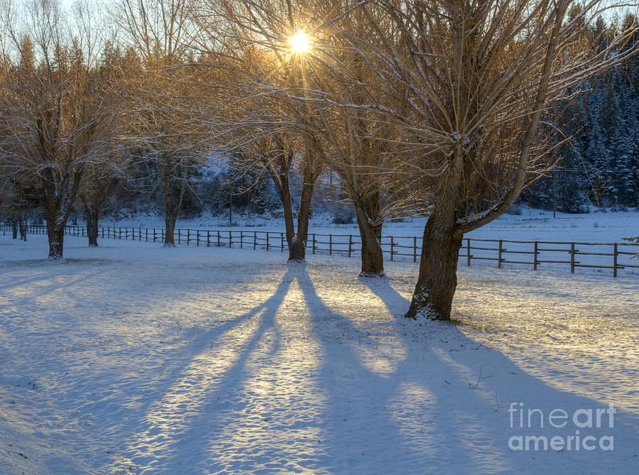 Shadows on the Snow Photograph by Idaho Scenic Images Linda Lantzy