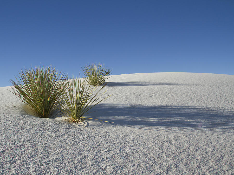 Shadows on White Sands Photograph by Jean Noren