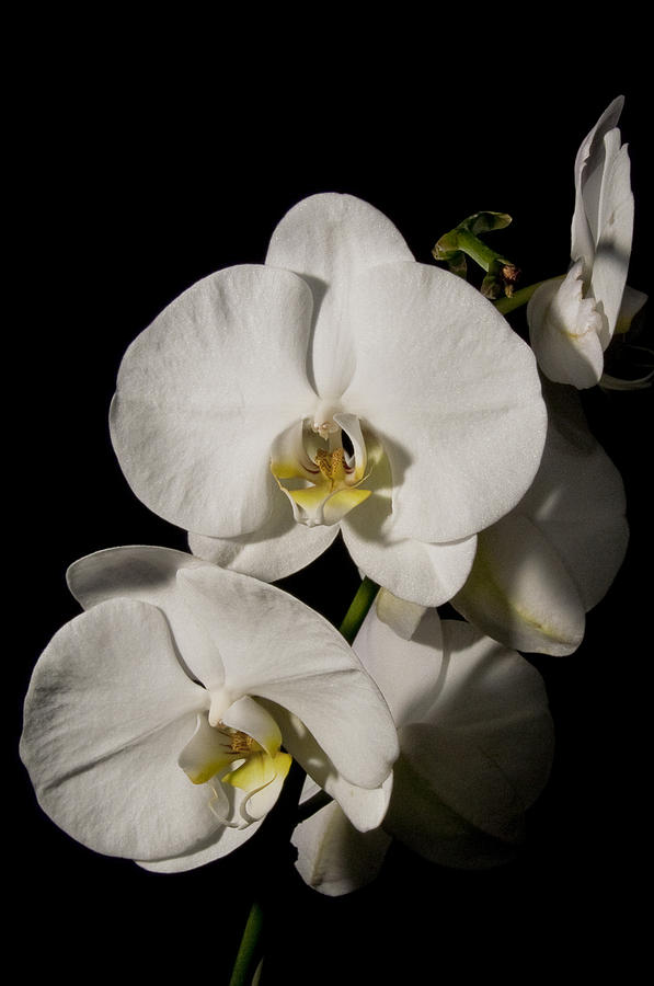 Shadowy Orchids Photograph by Ron White