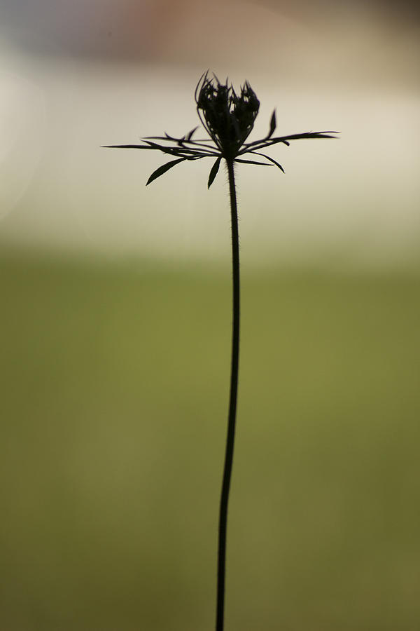 Nature Photograph - Shadowy  Weed by Alfredia Mealing