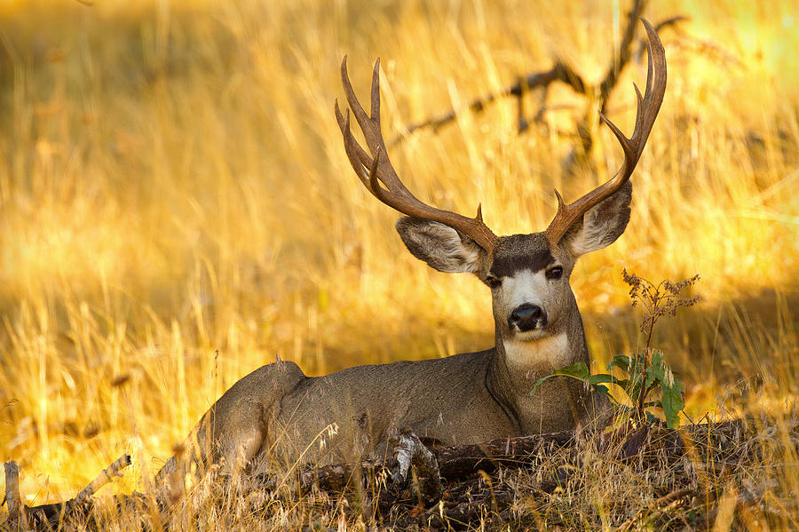 Shady Buck Photograph by Aaron Whittemore
