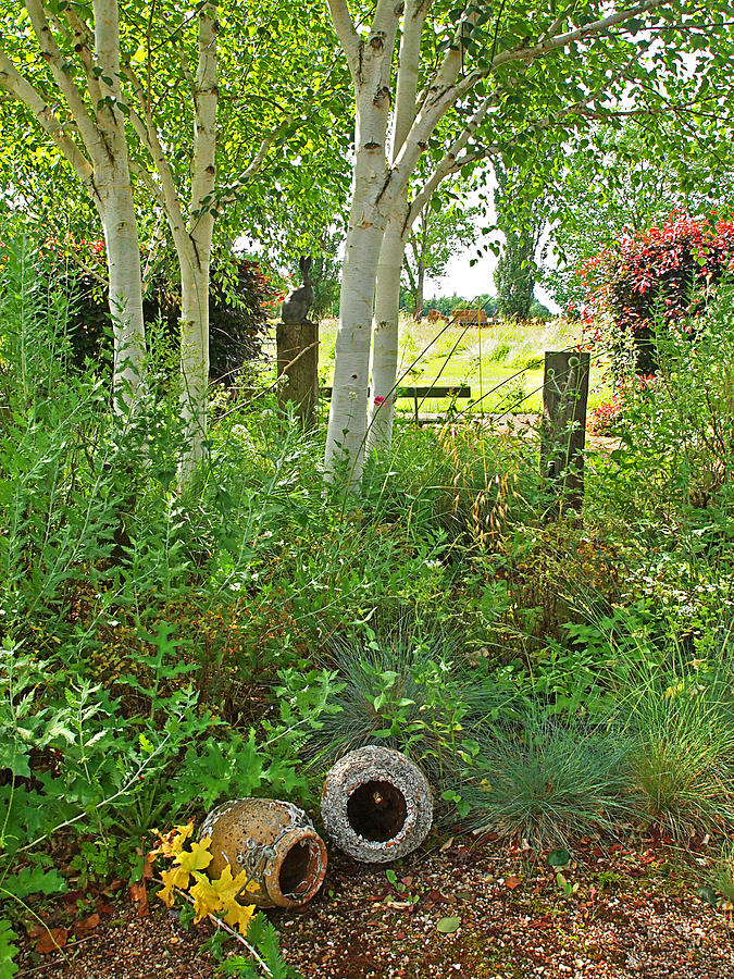 Shady Corner Under The Birch Trees Photograph by Gill Billington