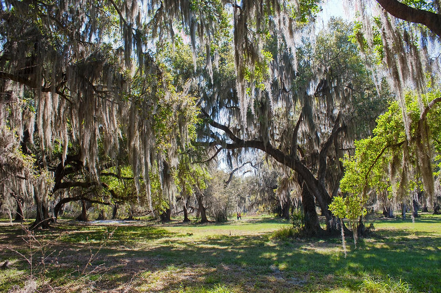 Shady Oaks Photograph by Steve Leach | Fine Art America