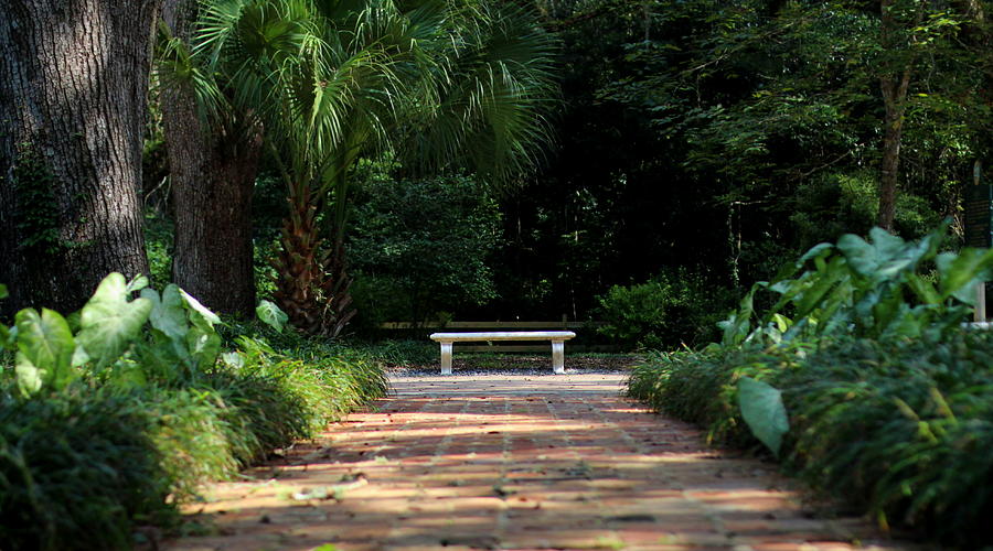 Shady Walk Photograph by William Tucker - Fine Art America