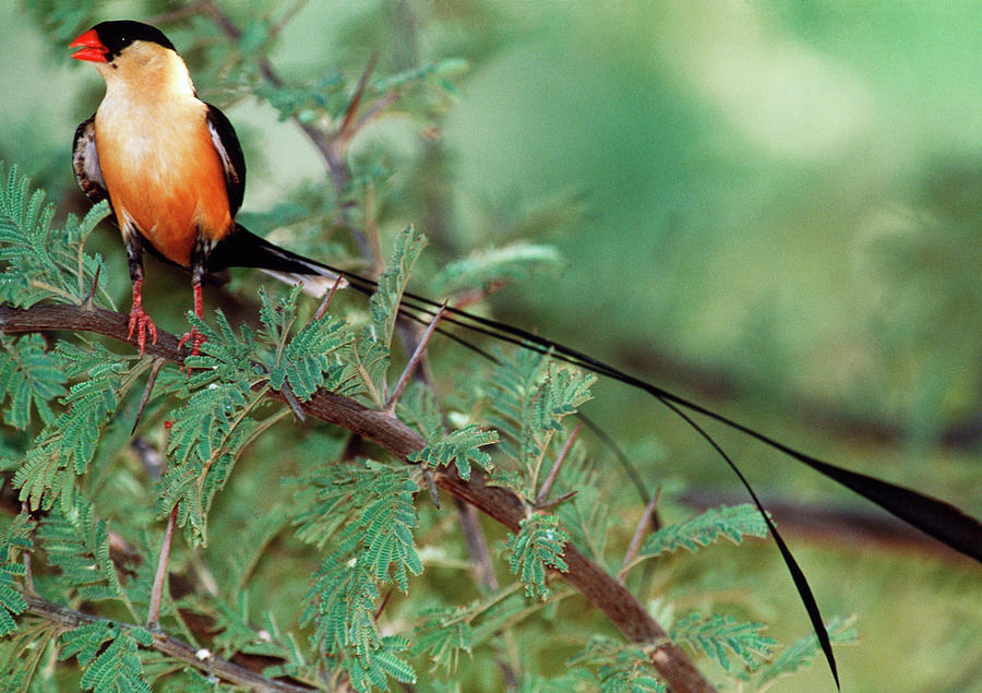 Shaft-tailed Whydah Photograph by Tony Camacho/science Photo Library