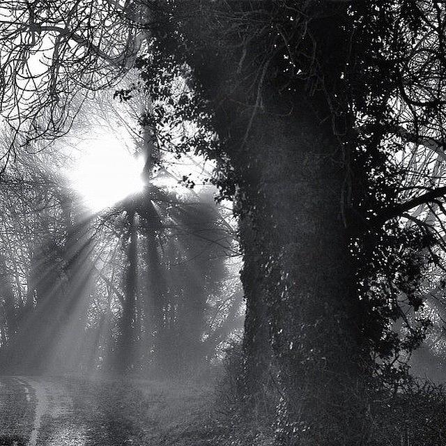 Tree Photograph - Shafts Of Light by Aleck Cartwright
