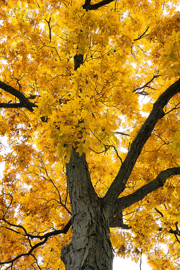 Shagbark Hickory Tree Photograph by Charline Xia