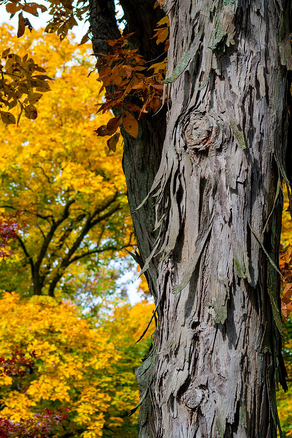 Shagbark Hickory Tree Photograph by Robert Storost - Fine Art America