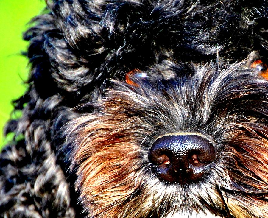 Shaggy Black Dog Photograph by Marysue Ryan