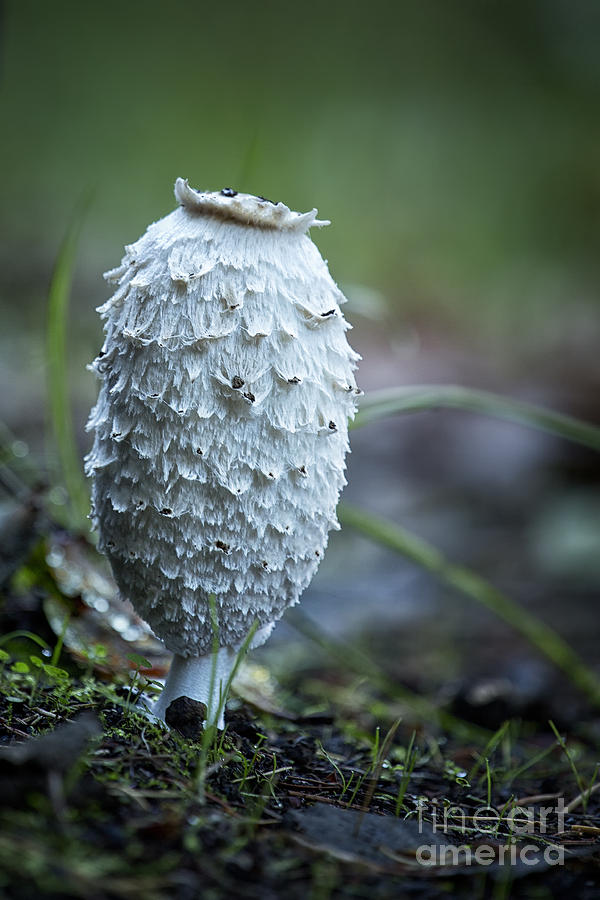 Shaggy Cap Mushroom No 1 Photograph by Belinda Greb Shaggy Cap Mushroom No 1 Photograph by Belinda Greb