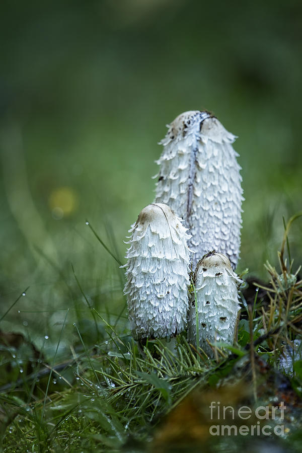 Shaggy Cap Mushroom No 2 Photograph by Belinda Greb