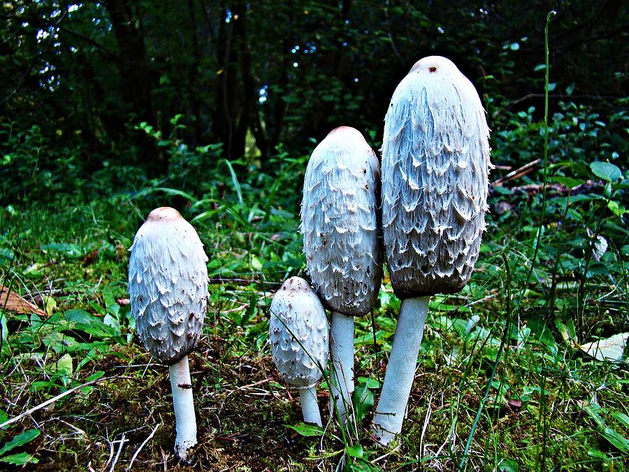 Shaggy Mane Mushroom Photograph by Nick Kloepping