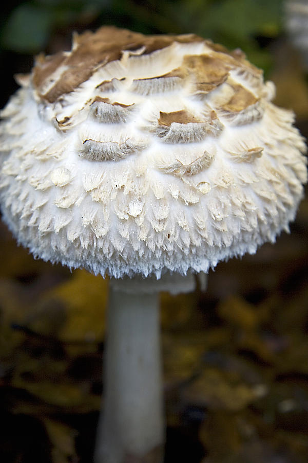 Shaggy Parasol Mushroom Photograph