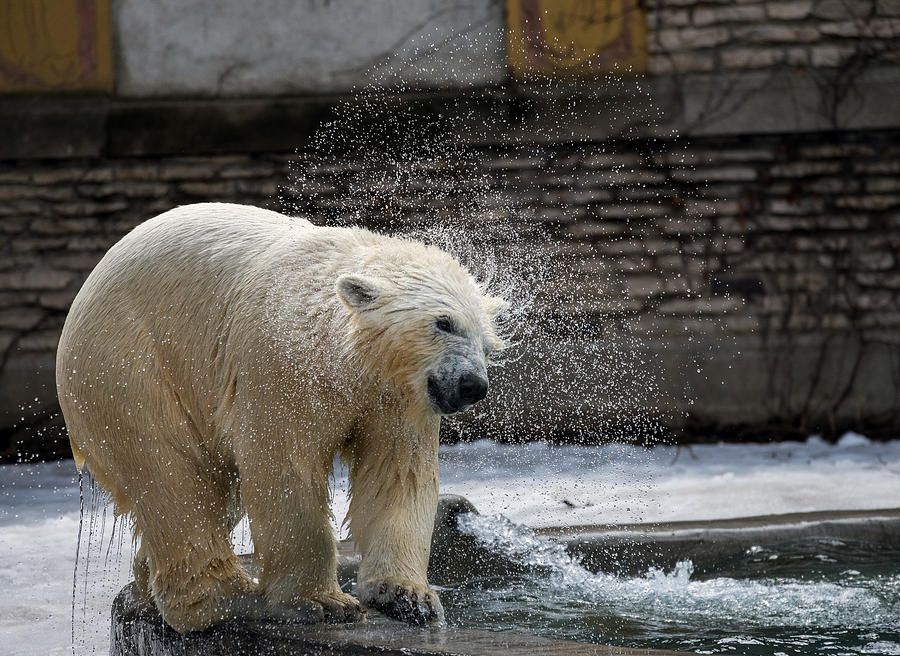 Polar Bear Photograph - Shake it off by Mark Papke
