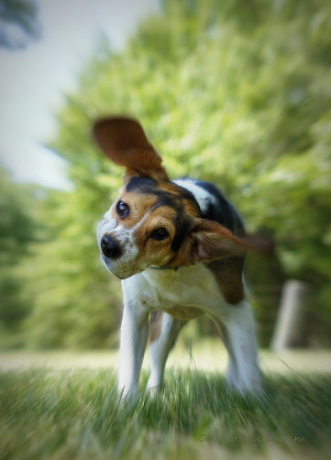 Beagle Photograph - Shake Shake Shake by Cricket Hackmann