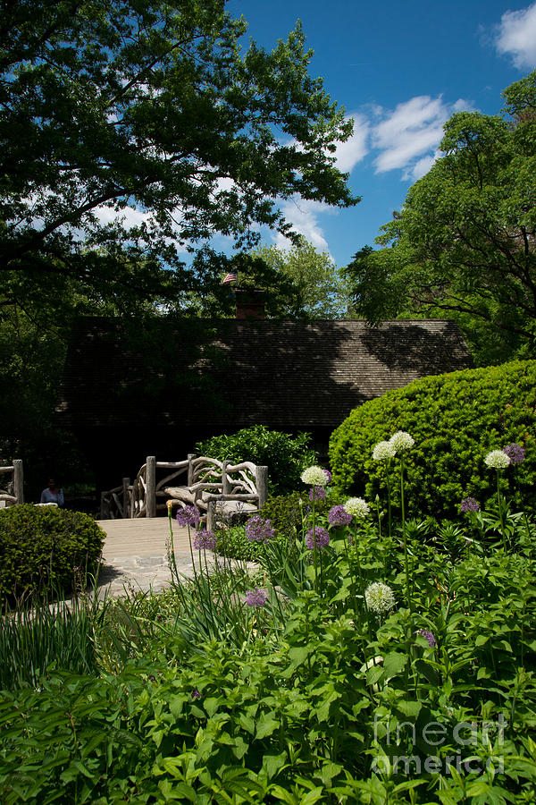 Central Park Photograph - Shakespeares Garden Central Park by Amy Cicconi