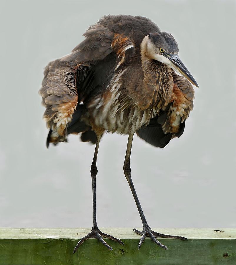 Heron Photograph - Shaking - # 2 by Paulette Thomas