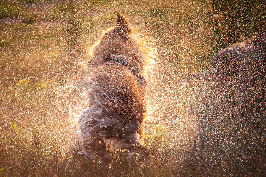 Shaking Beast Photograph by Jenny Rainbow